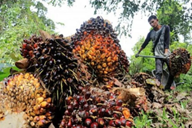 Peran Perkebunan dalam Mengatasi Perubahan Iklim dan Krisis Pangan